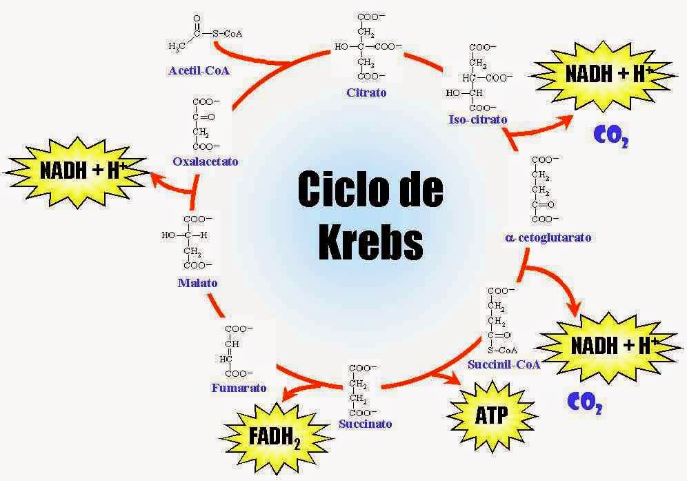 Urbina Vinos Blog: Ciclo de Krebs: Pasos Donde se Genera NADH+H+; FADH2;  ATP y su Balance Energético