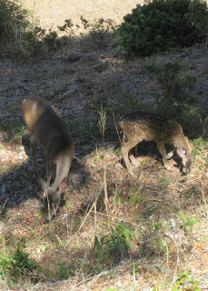 Doe and fawn grazing near San Andrea Lake, near Millbrae, California
