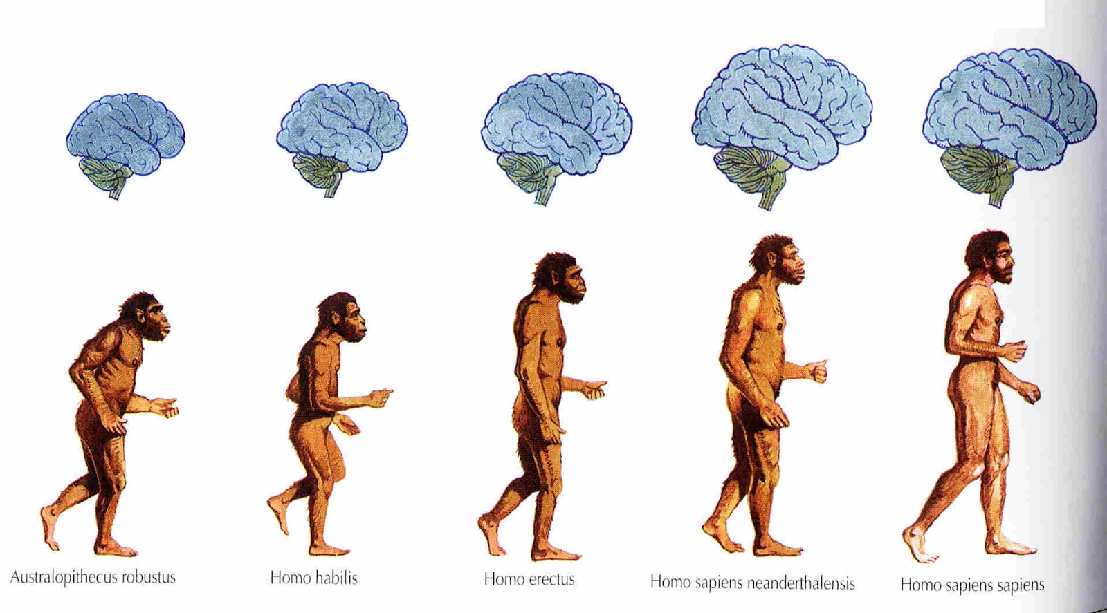 evolucion+con+cerebro.jpg