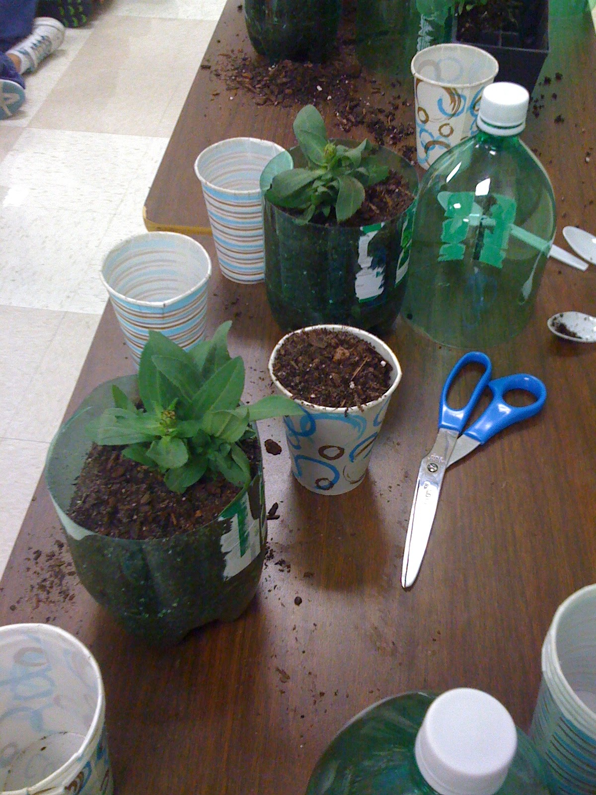 Blackboard An Elementary Education Blog Terrariums