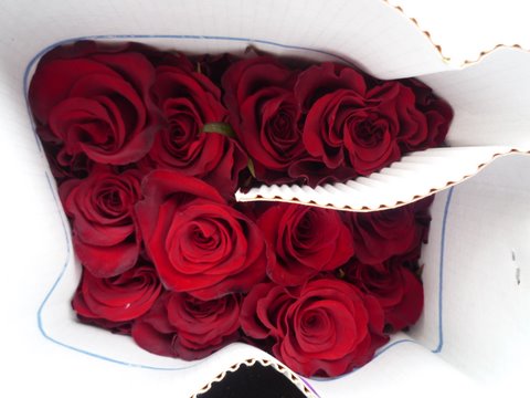 Red Paris Rose