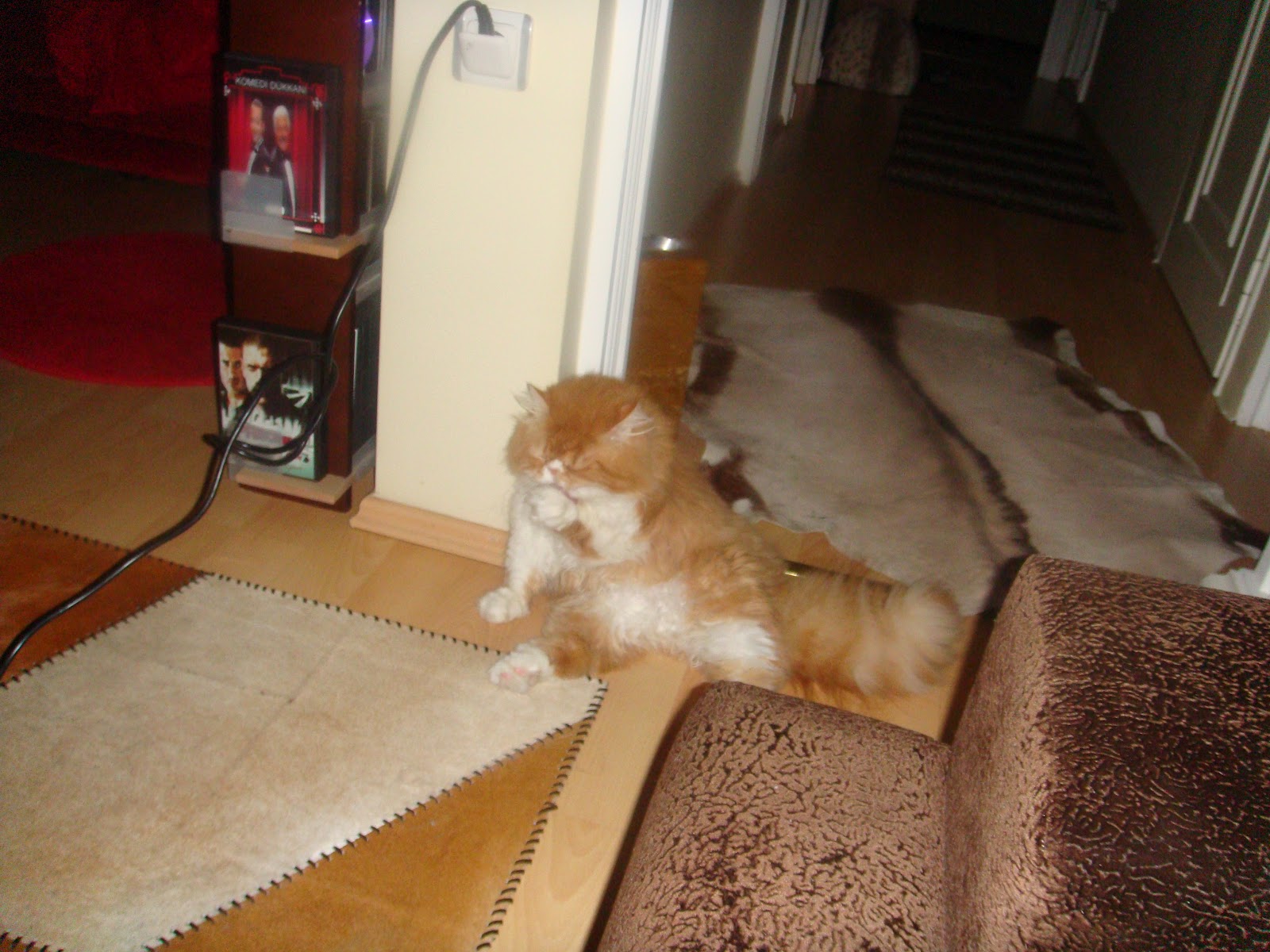 KONUŞSAM BİR TÜRLÜ, SUSSAM 1000 ) PAŞA KEDİMİZİN MANZARALARI
