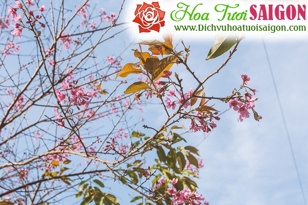 [Image: Hoa-mai-anh-dao-khoe-sac-o-cung-duong-deo-Da-Lat-2.jpg]