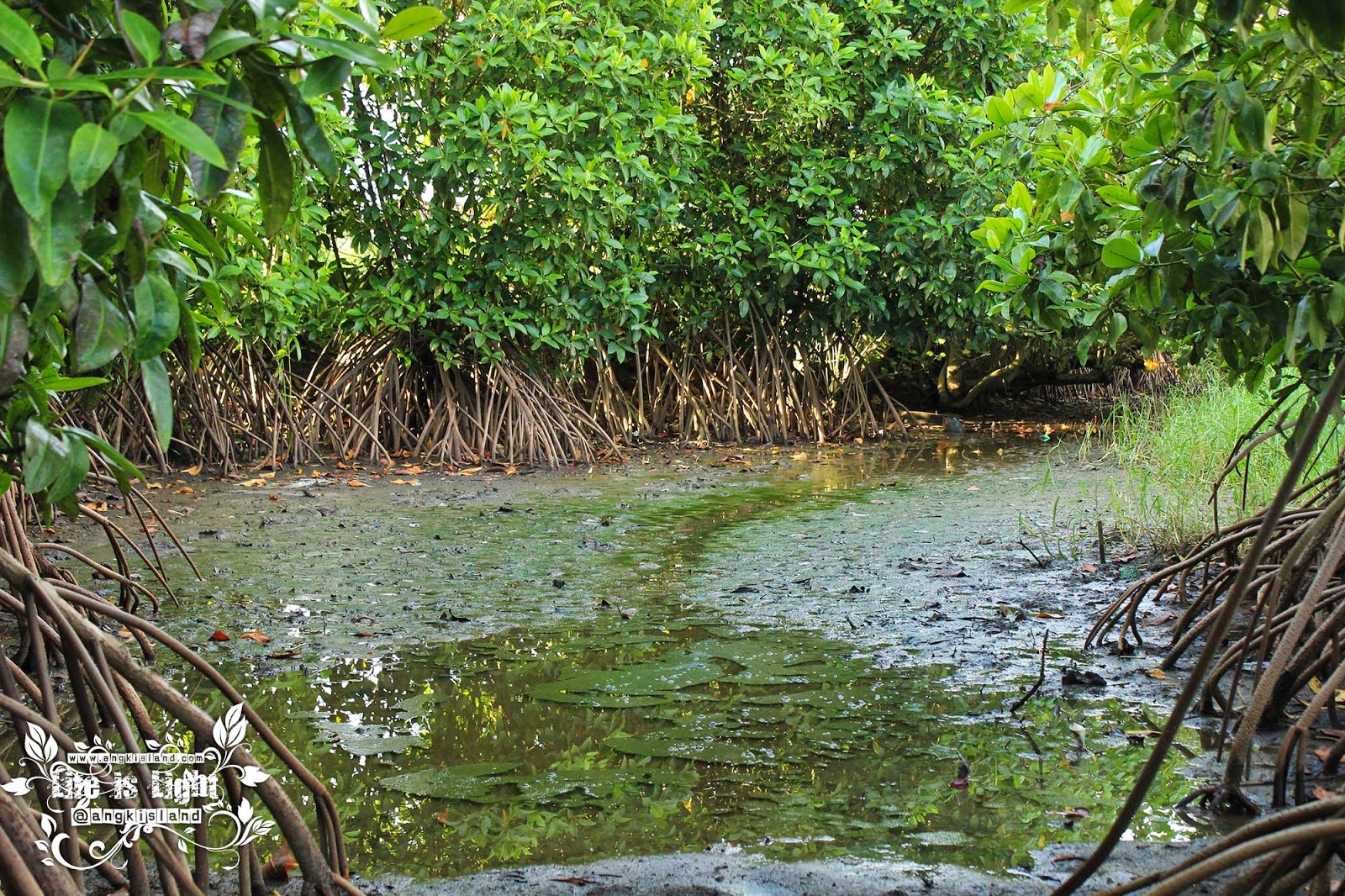 air bakau surut akar hutan bakau baros
