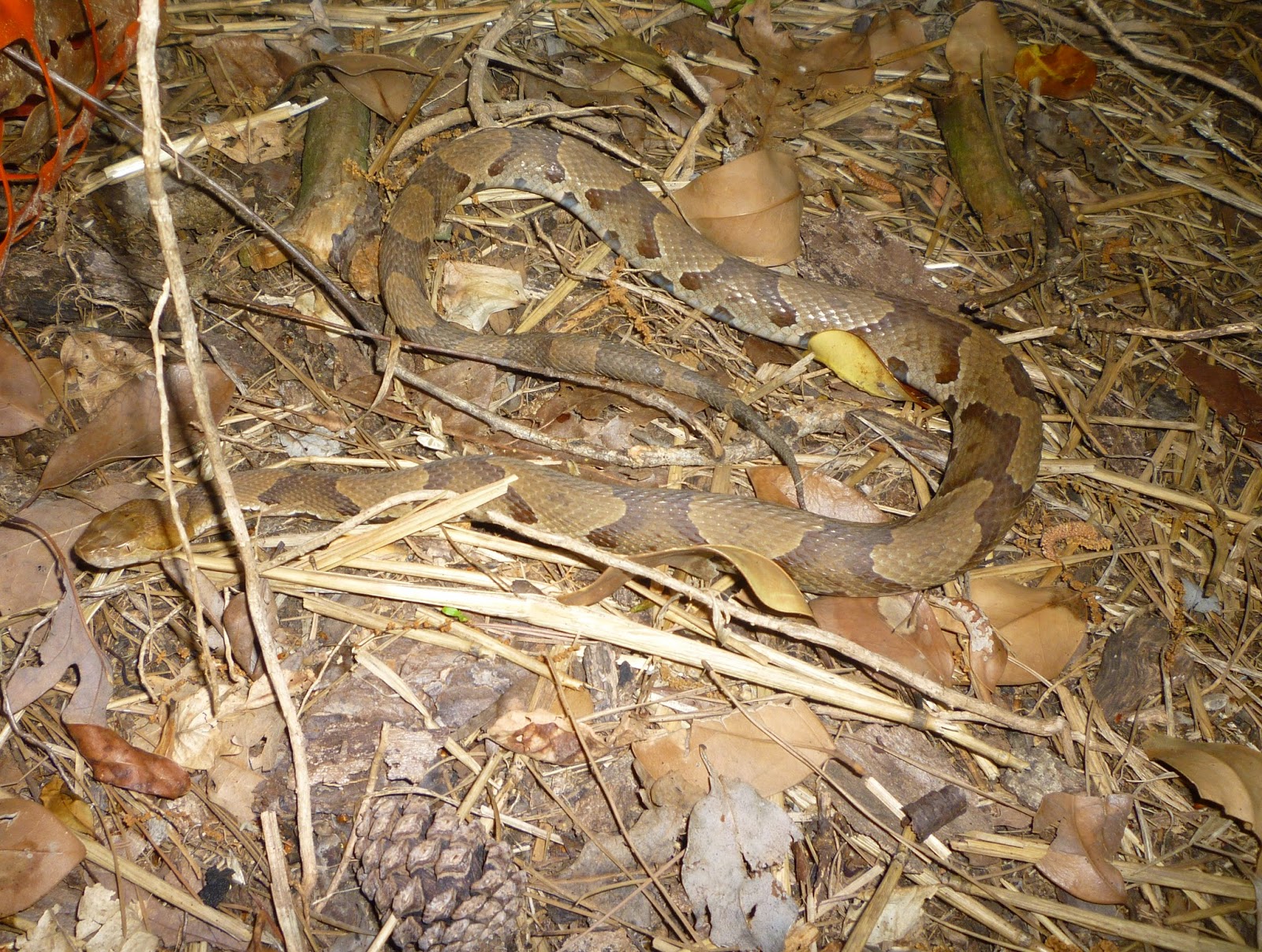The six little Carolina Chickadees are looking like adults now. They
