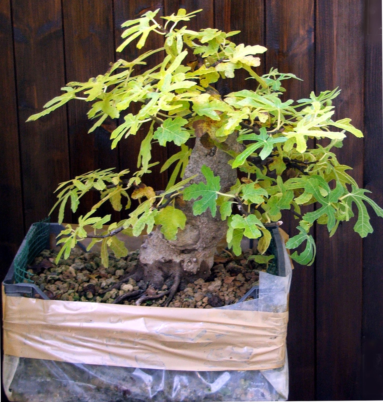 Evoluzione Bonsai Bonsai di Fico Ficus carica fig tree