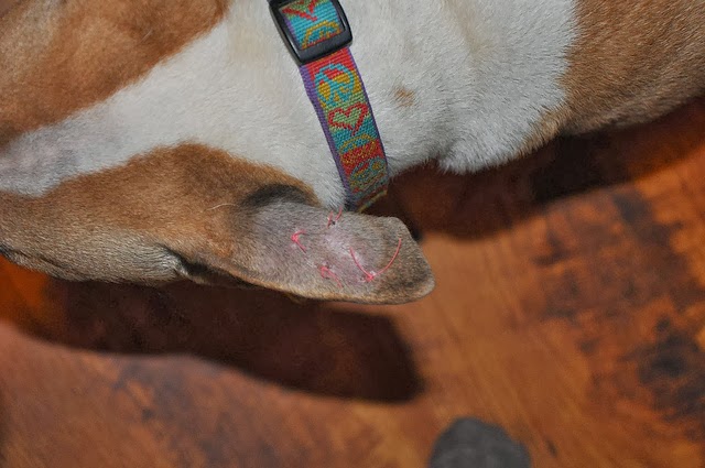 Ear Hematoma What Are They and How Do Pets Get Them? Pawsitively Pets