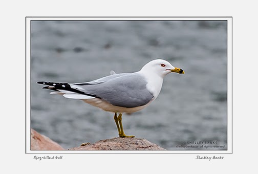 Ring-billed Gull