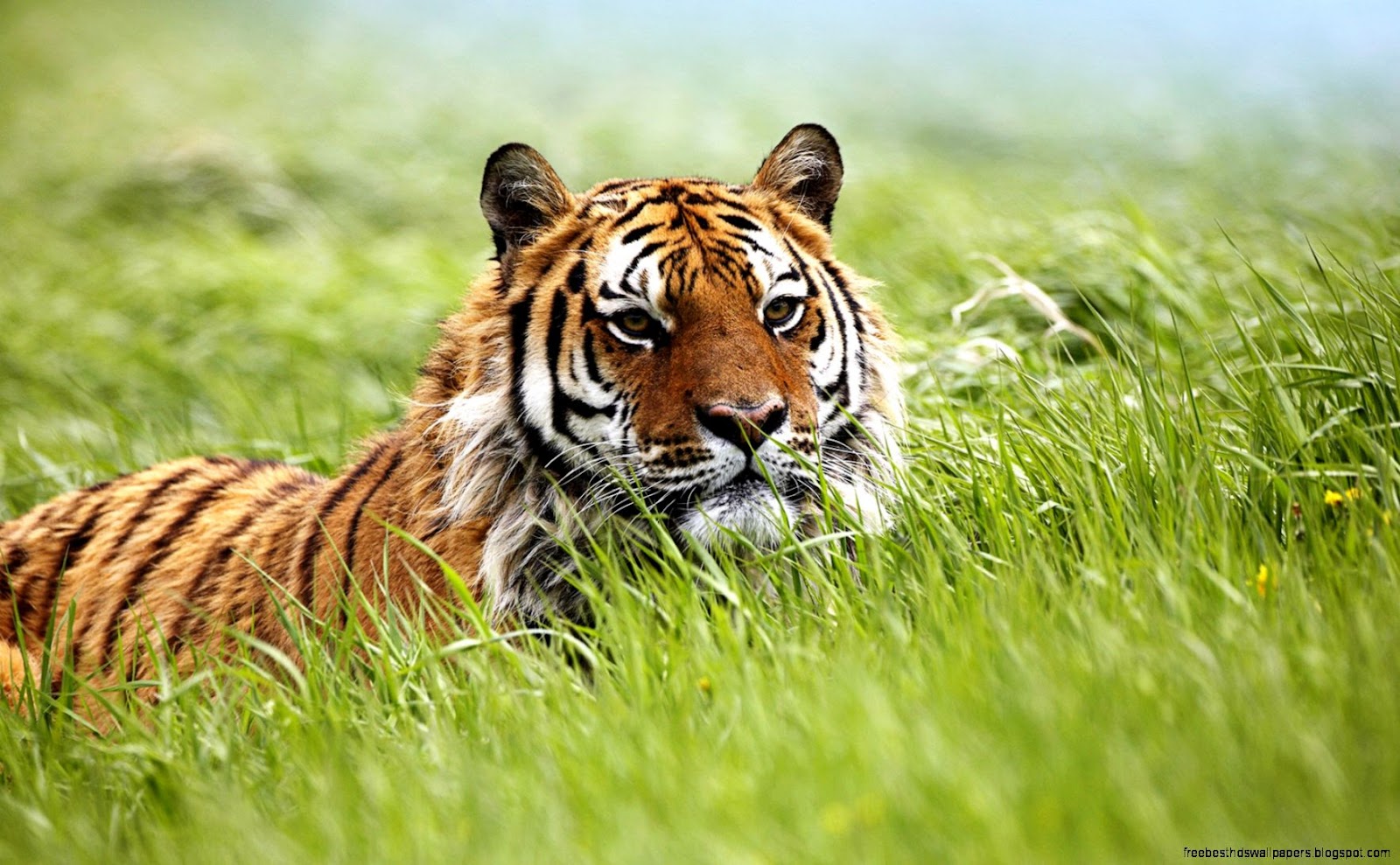 Amazing Siberian Tiger Amazing Siberian Tiger