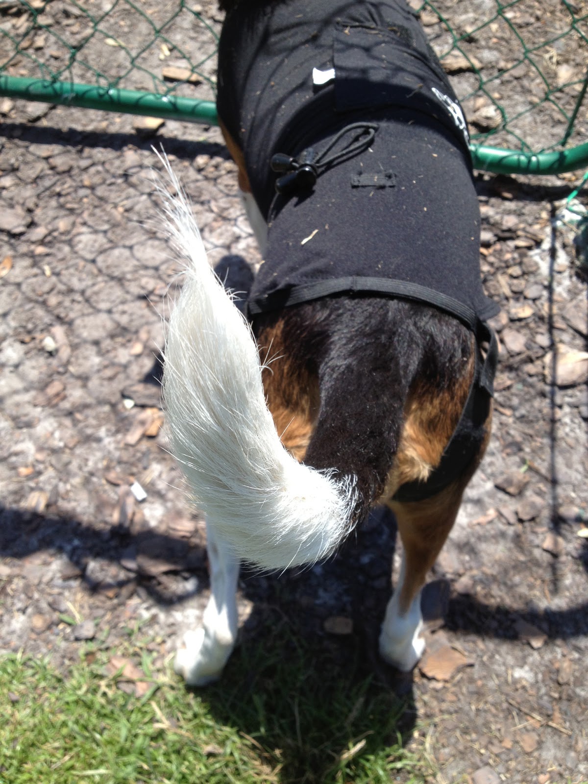 Life With Beagle Thundershirt vs. Anxiety Wrap A comparison