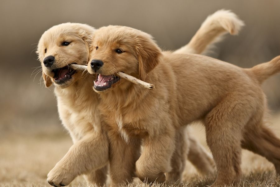 The 30 Cutest Retriever Puppies Ever Best Photography, Art
