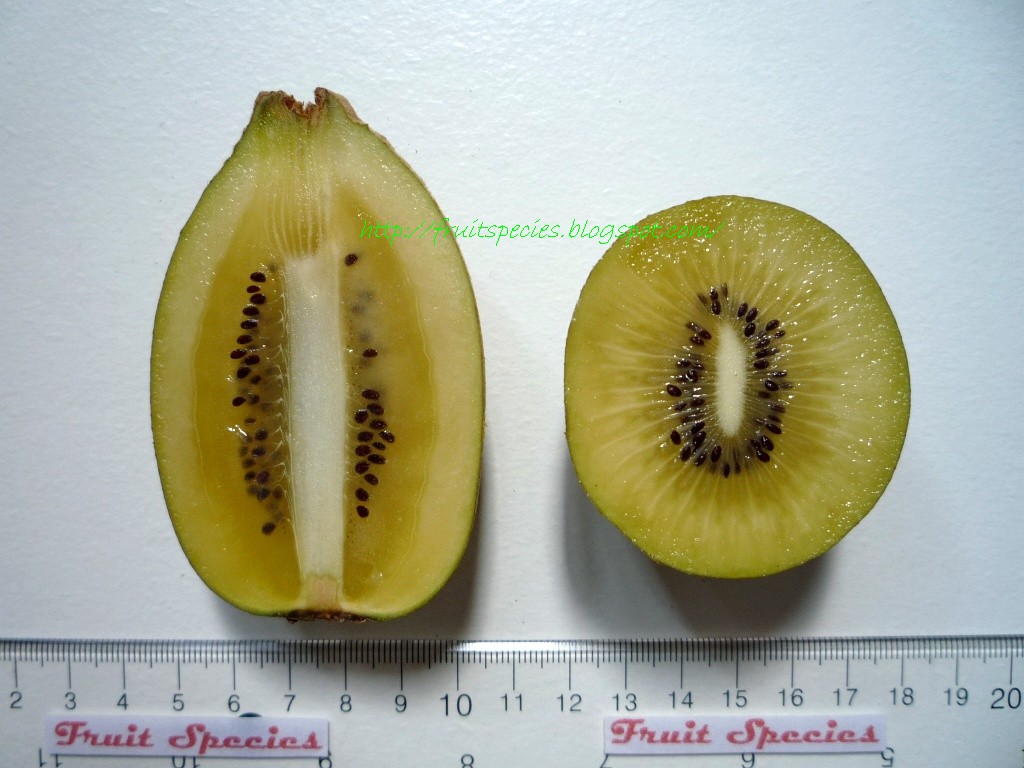 Fruit Species KIWIFRUIT (Yellow Flesh)
