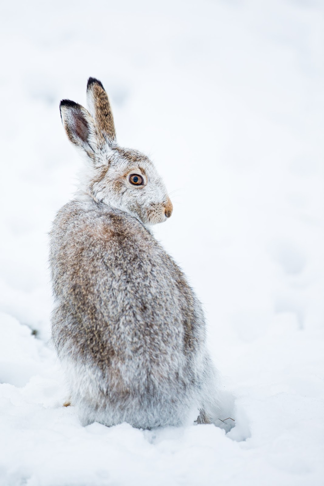 Darley Dale Wildlife Mountain Hare in the snow