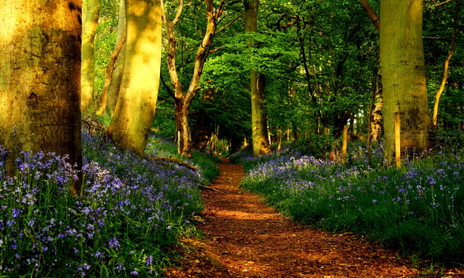 Beautiful Forest Path Beautiful Forest Path
