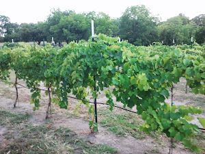 Young grapevines from Mitas Hill Vineyard