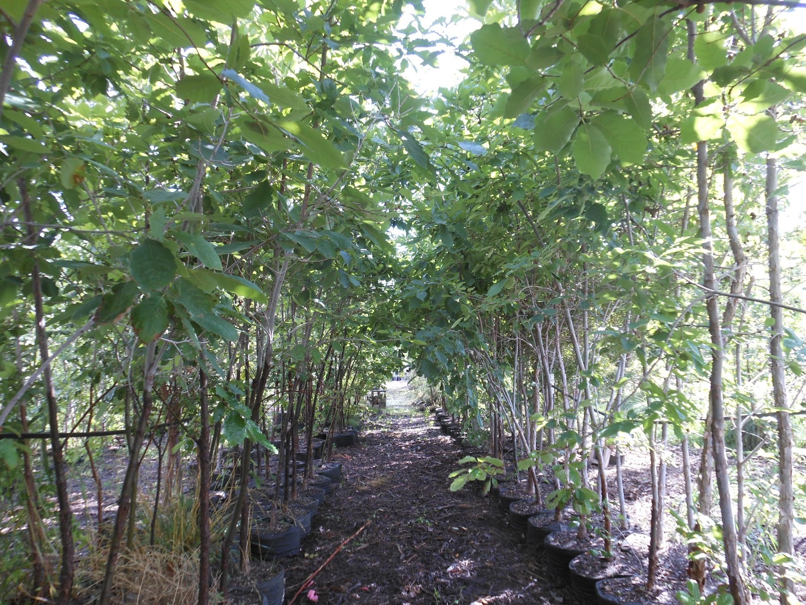 Big Trees On Sale At Trees That Please Nursery!