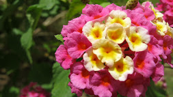 Yellow and Pink Flower