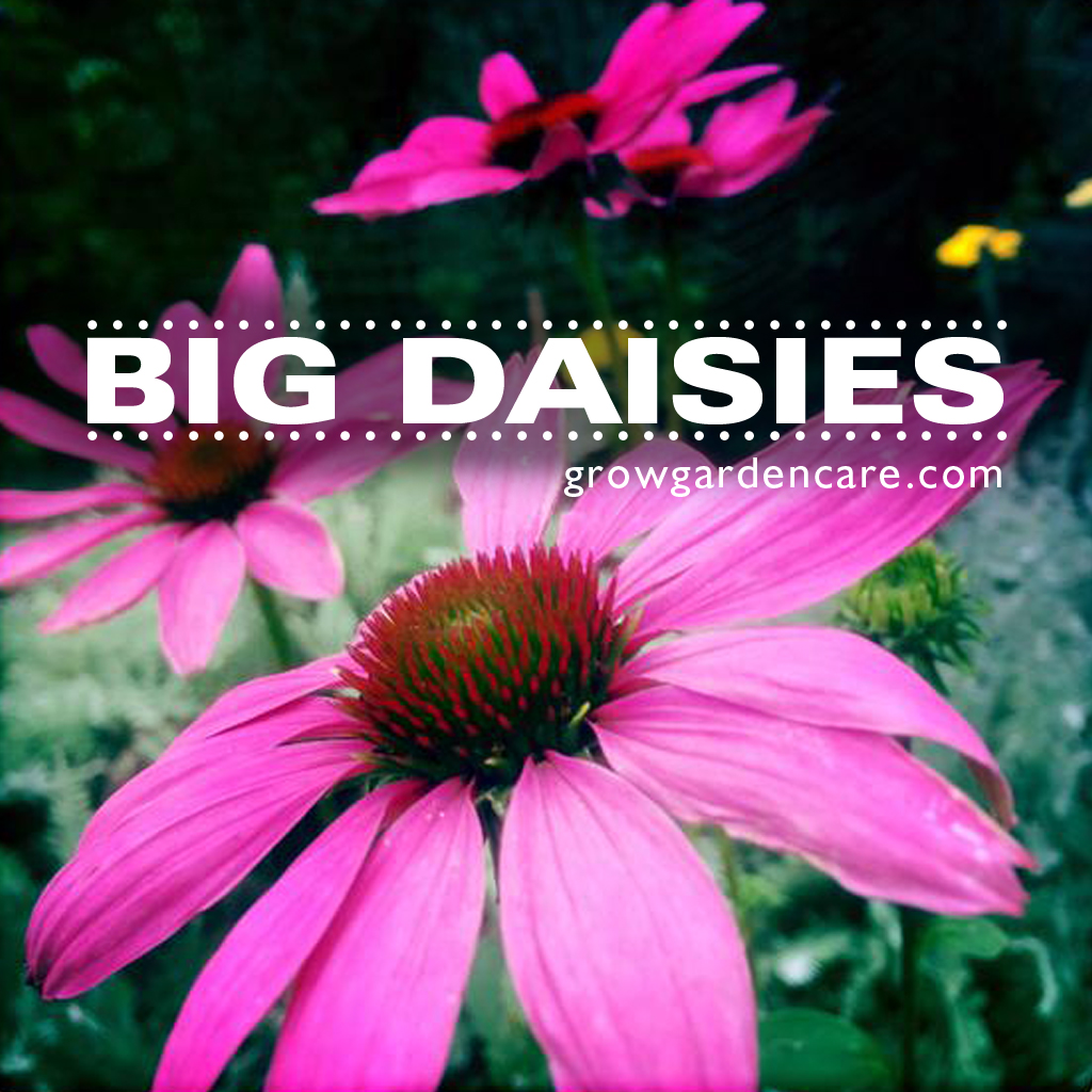 grow Big daisies
