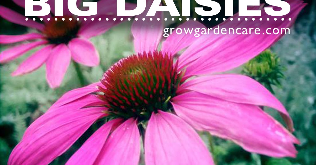 grow Big daisies