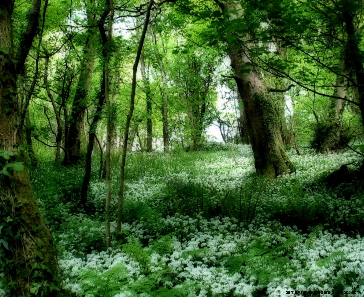 Forest Green Forest Green