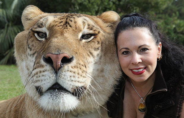 Biggest Cat In The World Guinness 2016 world biggest cat guinness world records | ratna Biggest Cat In The World Guinness 2016 world biggest cat guinness world records | ratna