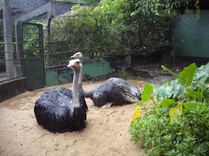 At the Dehiwala National zoo in Colombo.(Monday 29-10-2012)