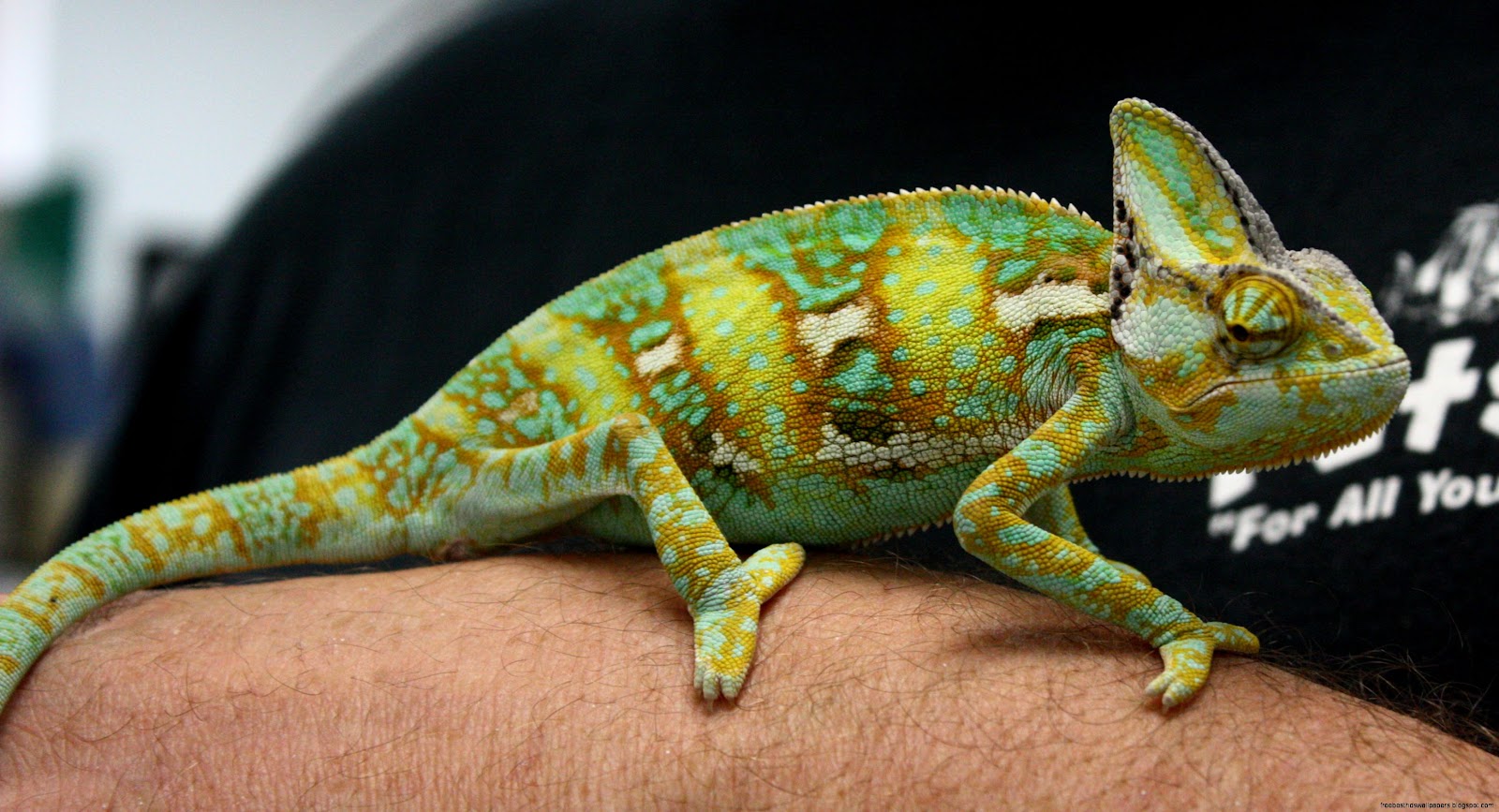 Yemen Chameleon Yemen Chameleon