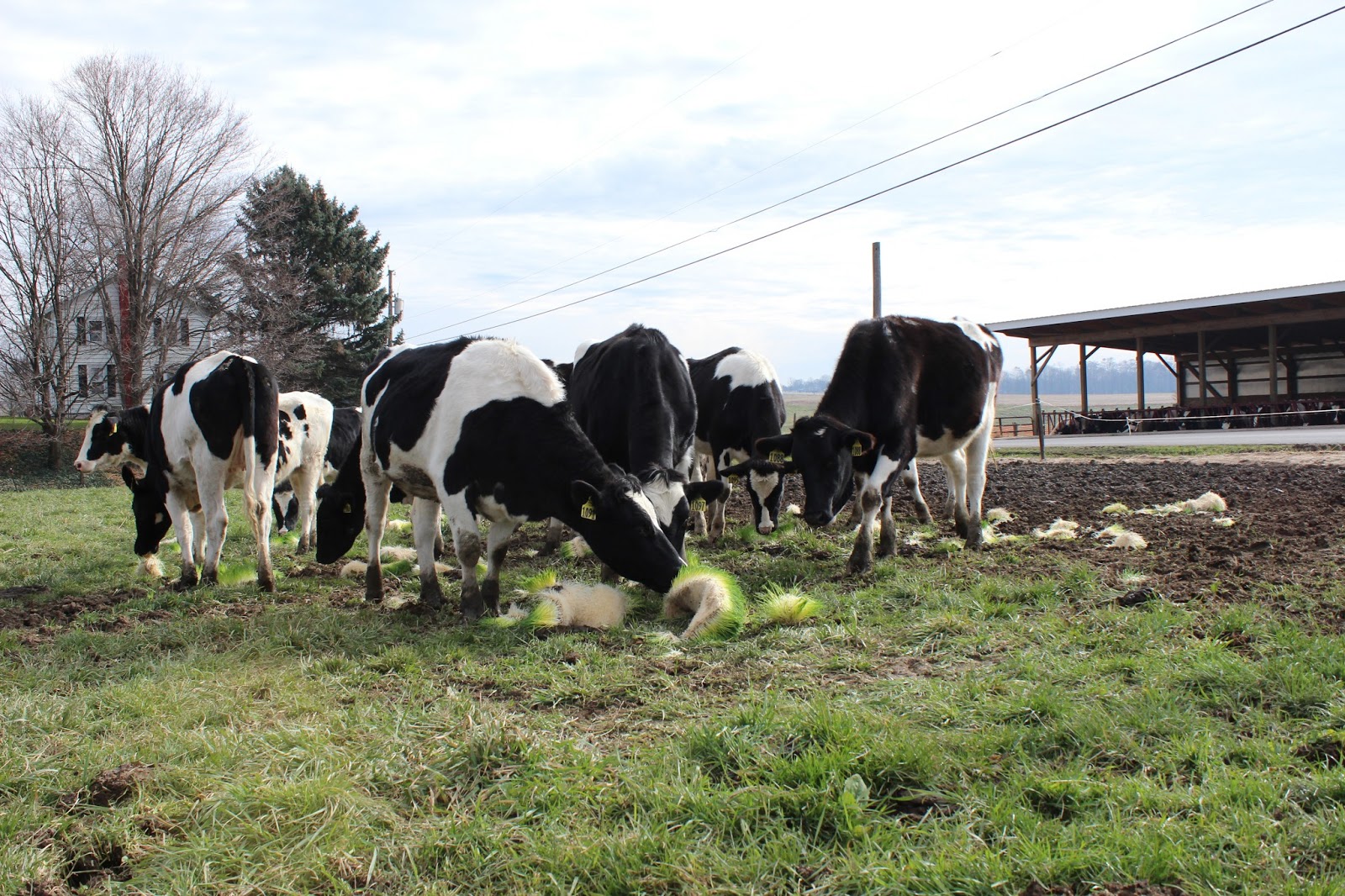 Selecting a Growing Structure for Fodder Production | Cropking