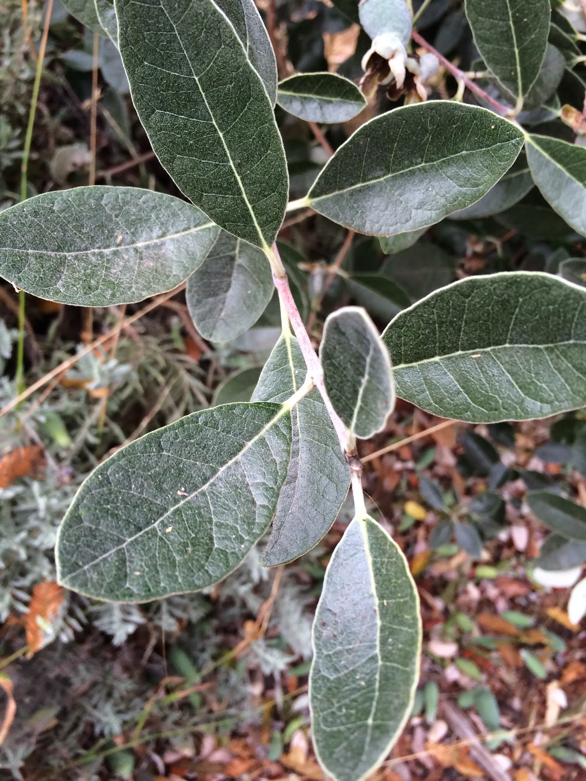 Trees of Santa Cruz County Acca sellowiana Pineapple Guava