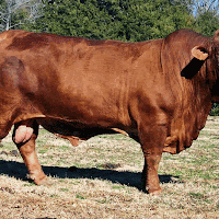 gambar peternakan sapi gambar peternakan sapi