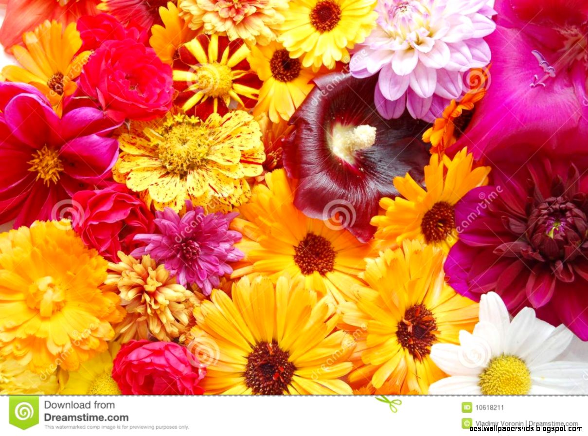 Multi Colored Flowers Stock Image Image 10618211 Multi Colored Flowers Stock Image Image 10618211