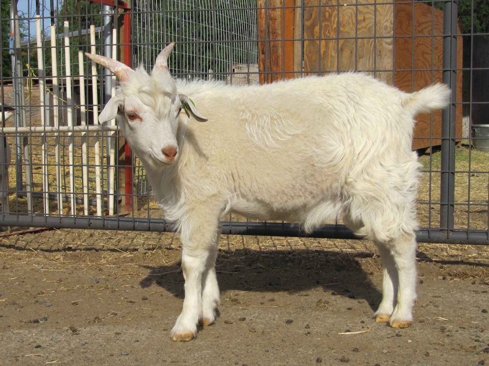 LIBERTY FARM CASHMERE GOATS CASHMERE GOATS FOR SALE