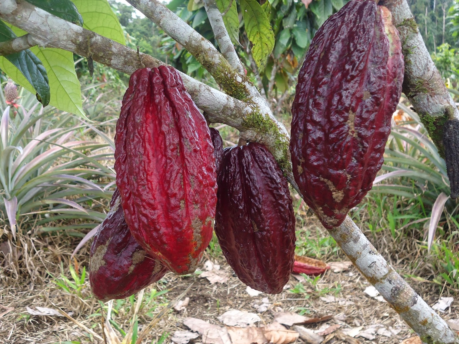 Morfología y poda. Produccion del Cacao en el Canton Palora