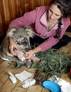 oh just harmless little fluffy...perhaps some eucalyptus...