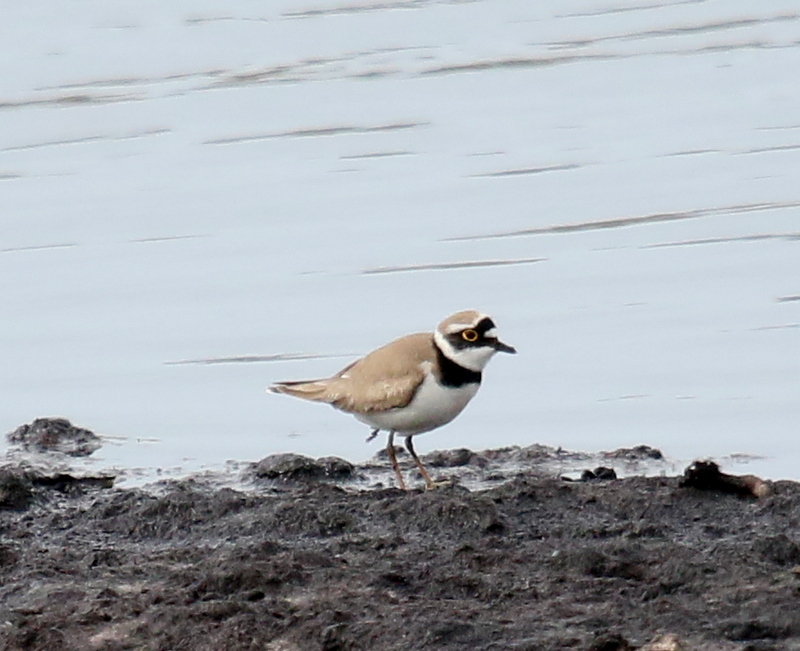 Fly Flatts Little Ringed Plover.