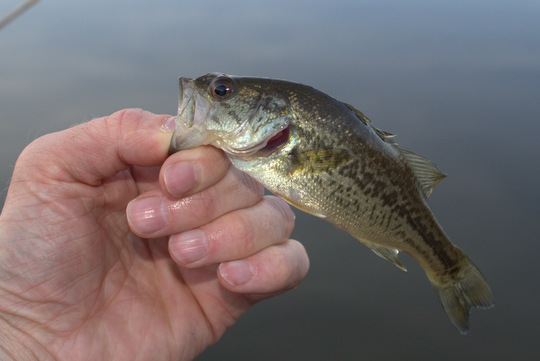 The Trout Zone: Baby Bass