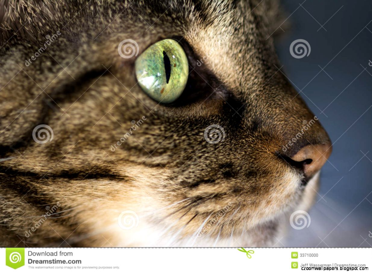 Closeup Of Tabby Cat Face Profile Stock Photo Image 33710000 Closeup Of Tabby Cat Face Profile Stock Photo Image 33710000