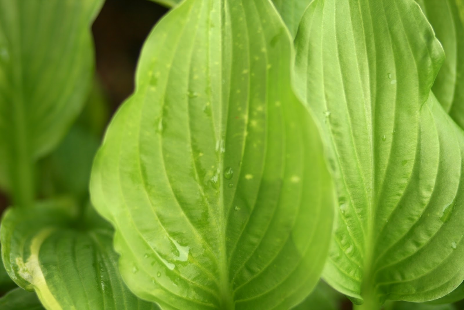 Cheesehead Gardening Frost Damage on Hostas