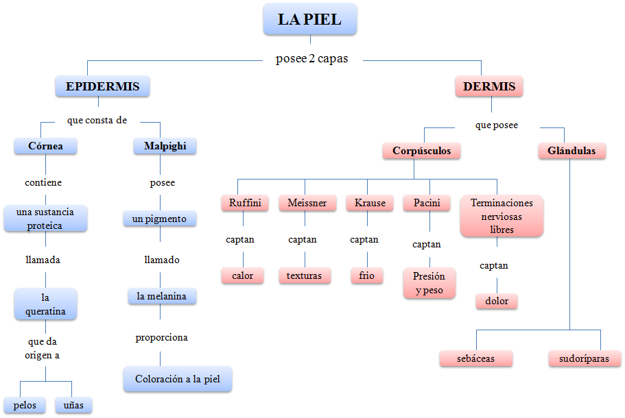 ESTRUCTURA PIEL estructura piel: