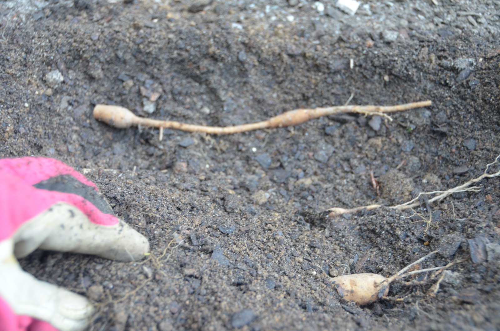 Southern Peony 2015 Peony Experiments Planting