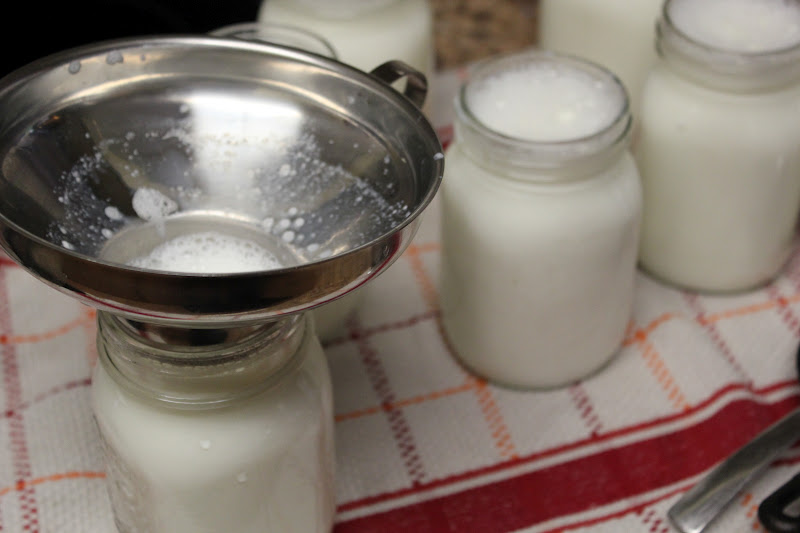 Adventures in Country Living at Shalom Engedi Farm Home made yogurt