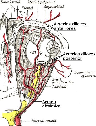 Opiniones de arteria oftalmica