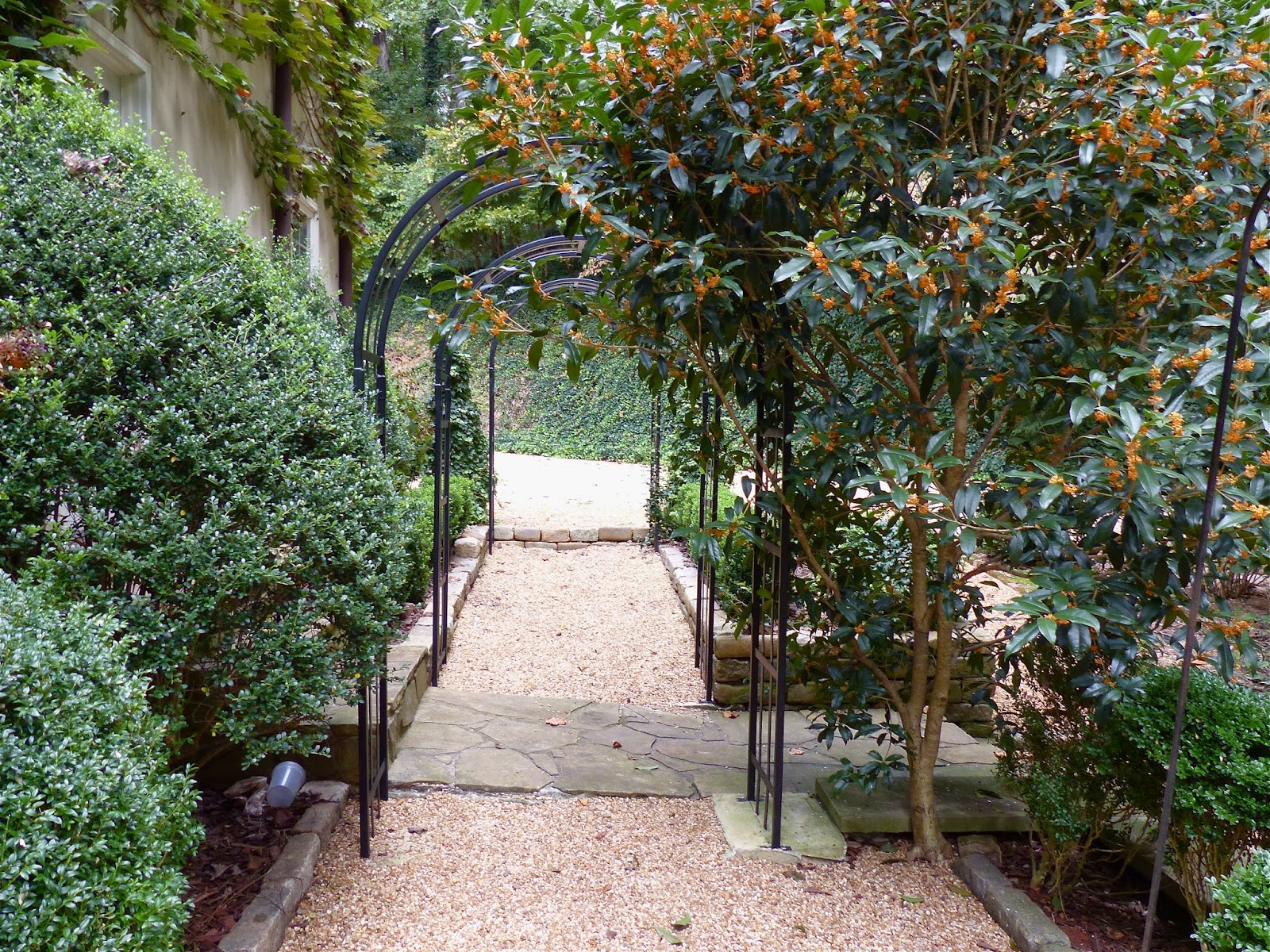 Future Plants By Randy Stewart Nandina