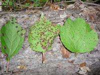Leaves of Highbush Cranberry with different levels of rust fungus infection. Photo by Karen Price, reproduced with permission from Kiri Daust's research article.