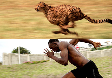 theKONGBLOG™: World's Fastest Animal: Sarah the Cheetah's World Record