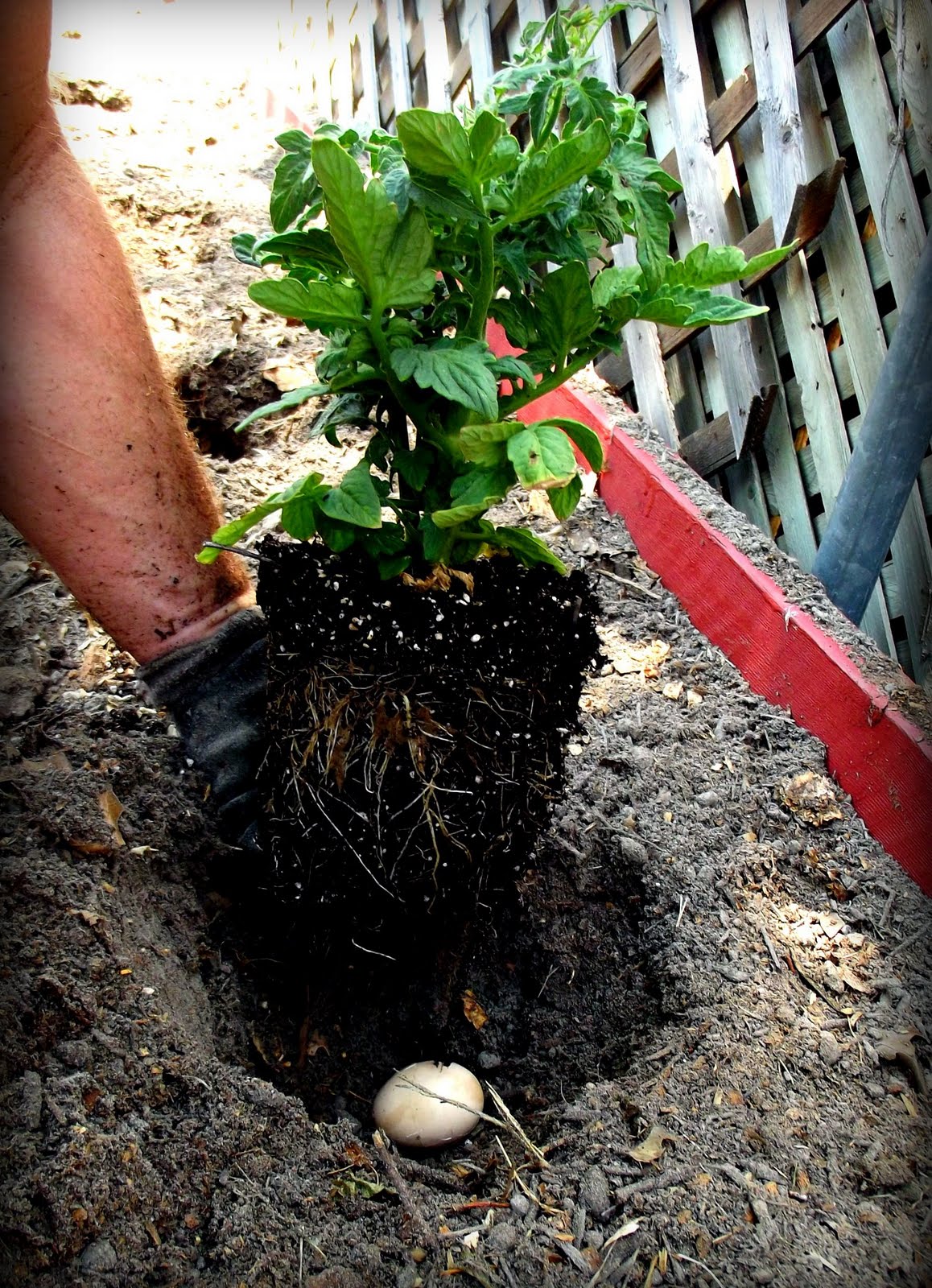 Sha Chicks Feeding Plants