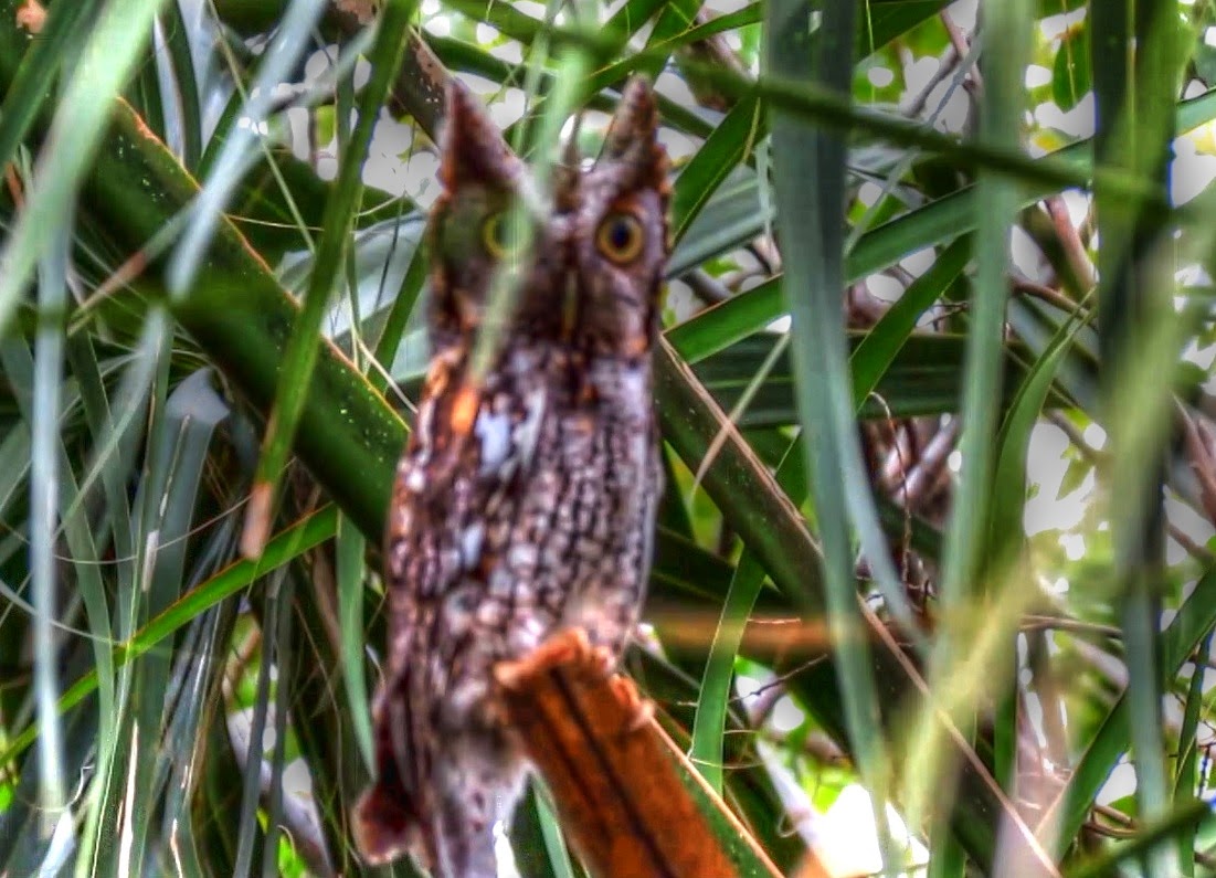 Backyard Birding....and Nature Eastern Screech Owl Rotates Head And