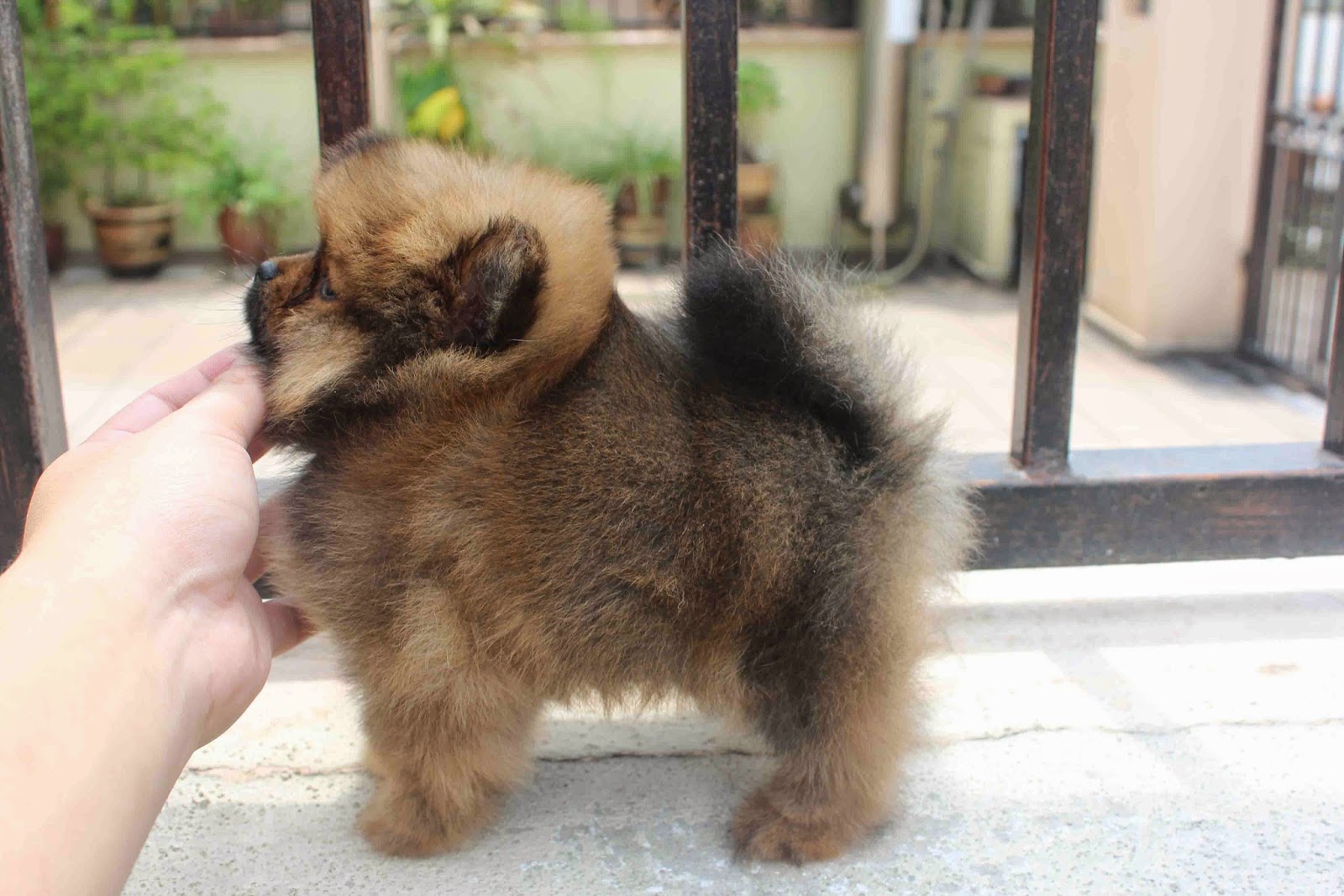 dark pomeranian