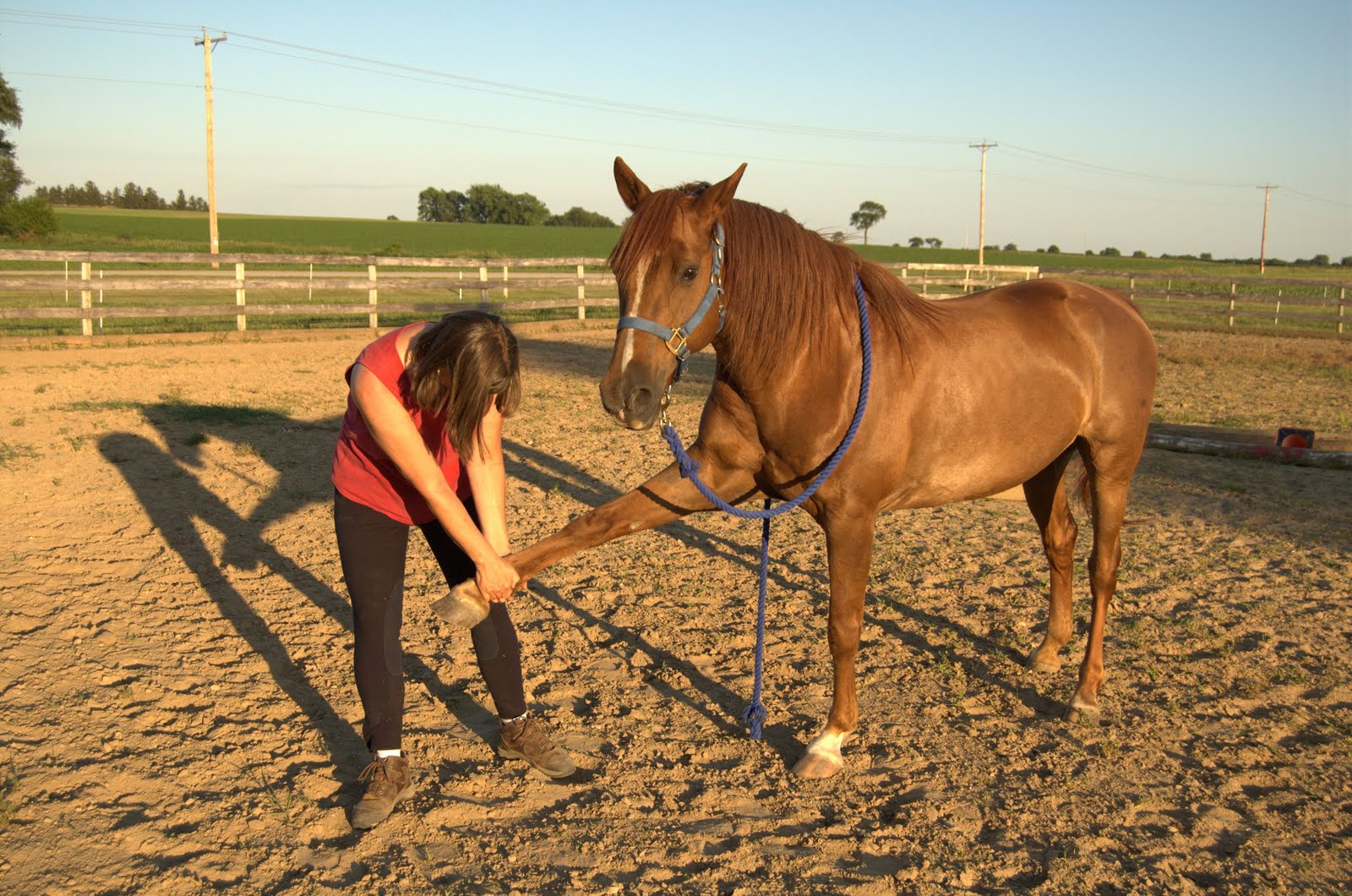 NetAgra Stretches Good for you, good for your horse!
