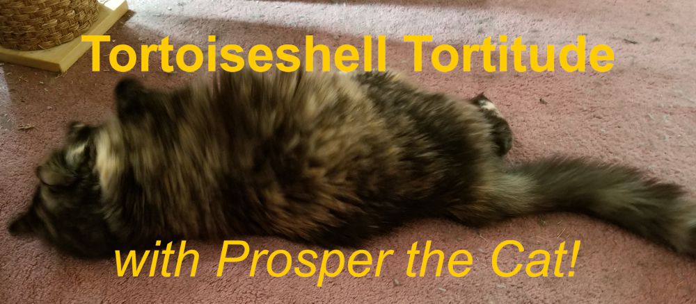 Tortoiseshell Tortitude with Prosper the Cat!